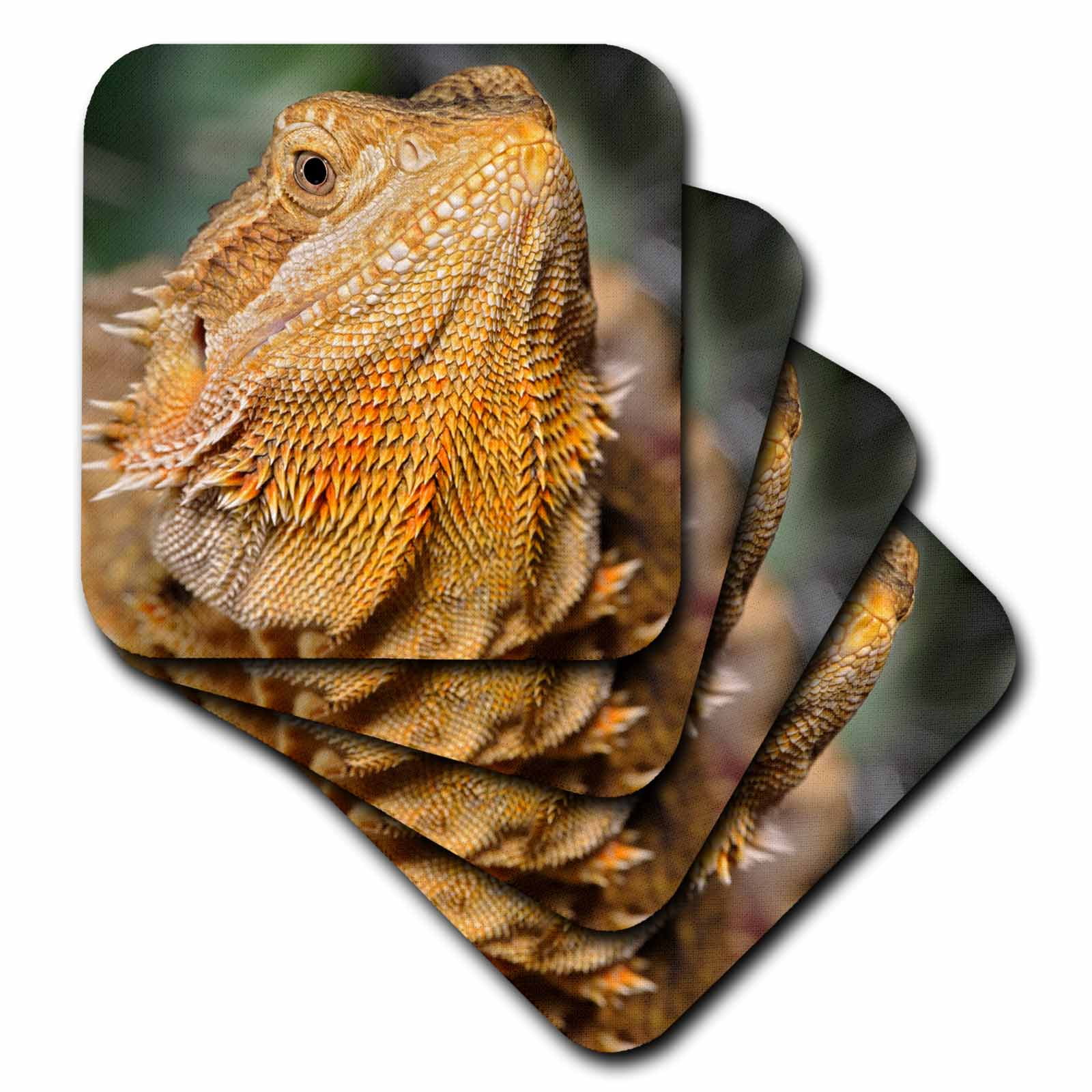 3drose Bearded Dragon Pogona Vitticeps Lizard Reptile Na02 3drose Bearded Dragon Pogona Vitticeps Lizard Reptile Na02 Aje0367 Adam Jones Ceramic Tile Coasters Set Of 4 Com