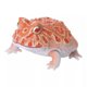 thumbnail image 5 of Figura original de Bandai Gashapon, organismo, libro ilustrado, rana cornuda, Breviceps Adspersus, juguetes para niños, regalo, modelo coleccionable, 5 of 5