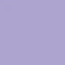 Violet Tulip
