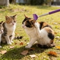 thumbnail image 5 of Lunxisen 2 Pcs Retractable Cat Wand Toy Interactive Play Teaser Wand for Indoor Cats Exercise Boredom Relief Active Playtime, 5 of 8