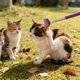 thumbnail image 4 of Juguete De Plástico Para Gatos Juguete retráctil morado para gatos con mango largo para jugar de forma interactiva y aliviar el aburrimiento (1 unidad) JASKFLY, 4 of 8