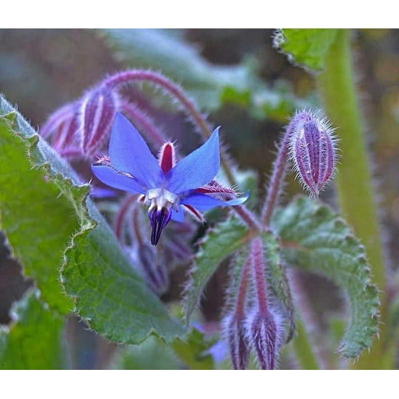 100  Borage Seeds - Star Flower - Open Pollinated Non-GMO Wildflower Seeds - Borago officianalis