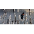 thumbnail image 2 of Goebel, Wilhelm 32x16 Gold Ornate Wood Framed with Double Matting Museum Art Print Titled - Marsh Notes - Red Wing Blackbird, 2 of 4