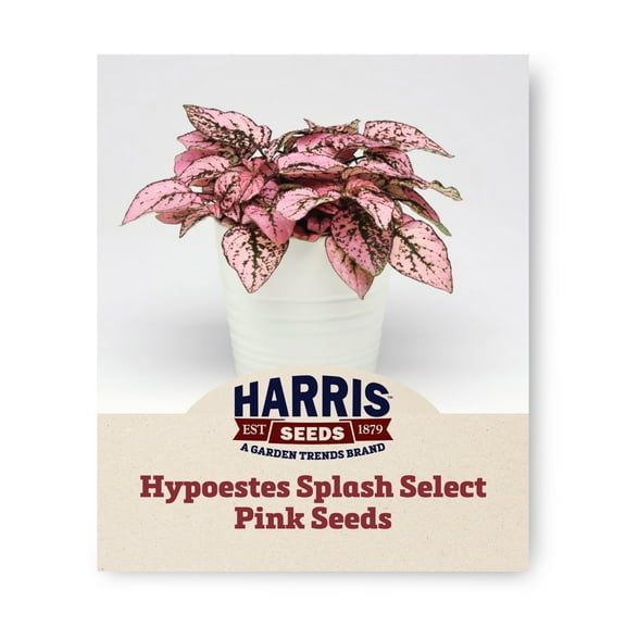 Harris Seeds - Hypoestes Splash Select Pink and Green Leaves - 250 Seeds