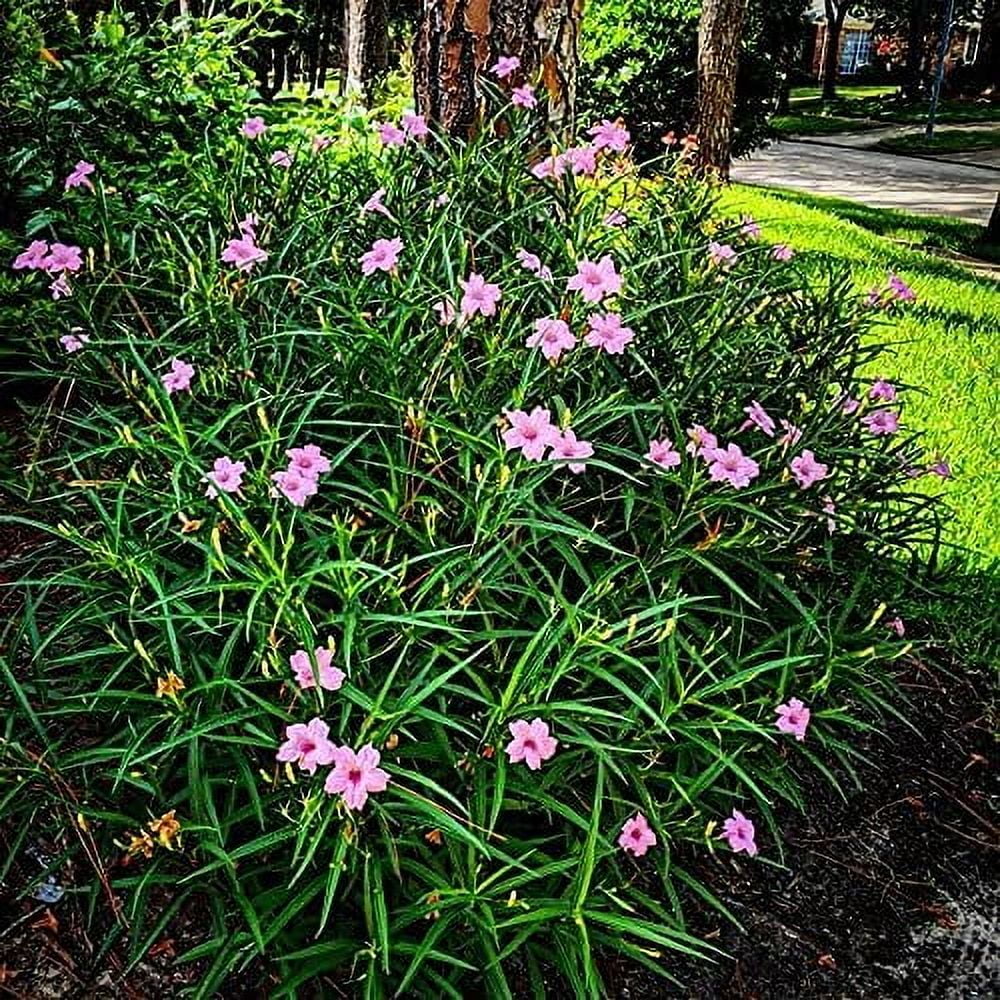 Pink Mexican Petunia  3 Live Plants  Ruellia Brittoniana  Drought Tolerant Low Maintenance Blooming Butterfly Bush