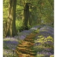thumbnail image 3 of Woodland Duvet Cover Set, Carpet of Bluebells Spreads Through Woodland in Staffordshire England, Decorative 3 Piece Bedding Set with 2 Pillow Shams, Queen Size, Green Purple Brown, by Ambesonne, 3 of 3