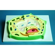 PLANT CELL MODEL