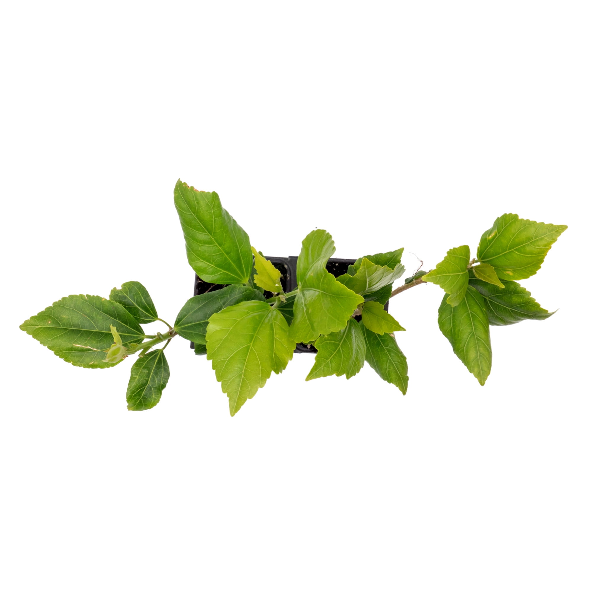 2 White Wing Hibiscus – Live Plants in 2.5-Inch Nursery Cubes | Hibiscus rosa-sinensis | Tropical Evergreen Shrub with White and Pink Pollinator-Friendly Flowers