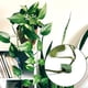 thumbnail image 4 of 30Pcs Clips De Plantas Para Plantas Trepadoras Invisible En Forma De Hoja Wall Vine Holder Muyoka Hogar, 4 of 7