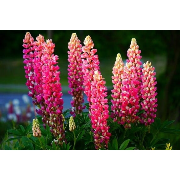 25 Pink Purple Orange Lupine Seeds Flower Perennial Flowers Hardy Seed 1016 USA