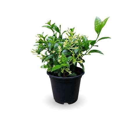 Night Blooming Jasmine Live Plant Live, Fragrant Jasmine Flower, Starter Plant for Garden