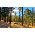 thumbnail image 3 of Tenoever, William 24x16 Black Modern Framed Museum Art Print Titled - Greer in Fall 6, 3 of 5