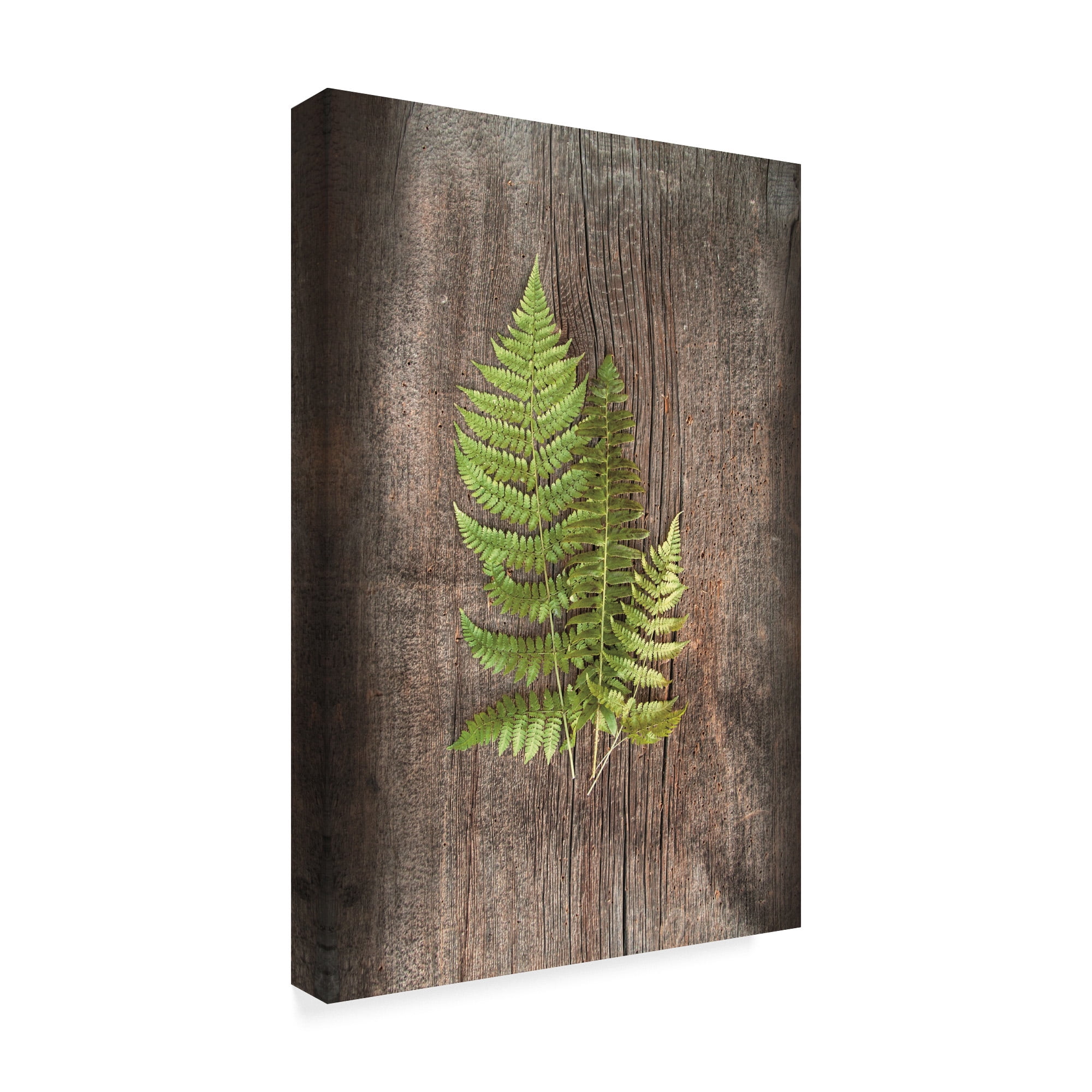 Trademark Fine Art 'Woodland Fern III' Canvas Art by Sue Schlabach