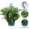 thumbnail image 2 of Live Swiss Cheese Monstera Adansonii, Large Trailing Plant, Gardener Gift, Wedding Decor, Housewarming Gift for The First Home, Office Gift, Indoor Plant in 8" Hanging Basket, 2 of 5