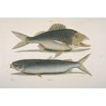 thumbnail image 2 of Haemulon Plumieri White Grunt & Mugil Cephalus Mullet Poster Print By Mary Evans Natural History Museum, 2 of 4