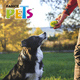 thumbnail image 4 of Fancy Pets Pelota Fetch Spiky Color Azul Tamaño Mediano para Perro Fancy Pets FL9439, 4 of 4