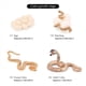 thumbnail image 4 of 8X Modelo BiolóGico del de Crecimiento de Animal Realista Juguetes Modelo BiolóGico de Crecimiento de la Serpiente de Crecimiento de la Cobra, 4 of 5