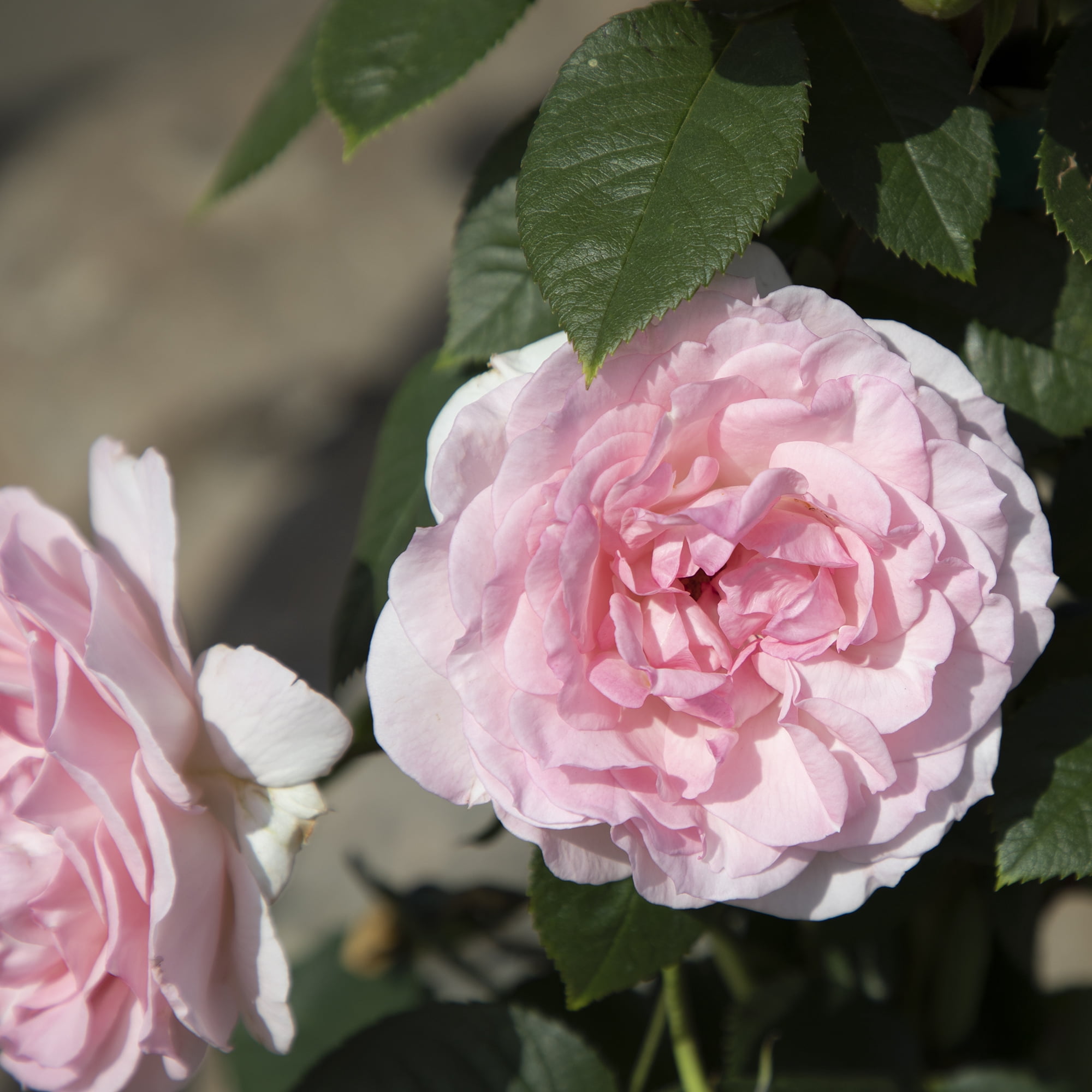 True Bloom 'True Devotion' PP28929 Soft Pink Rose Bush, 8Qt. Pot, Live Garden Roses, Full Sun