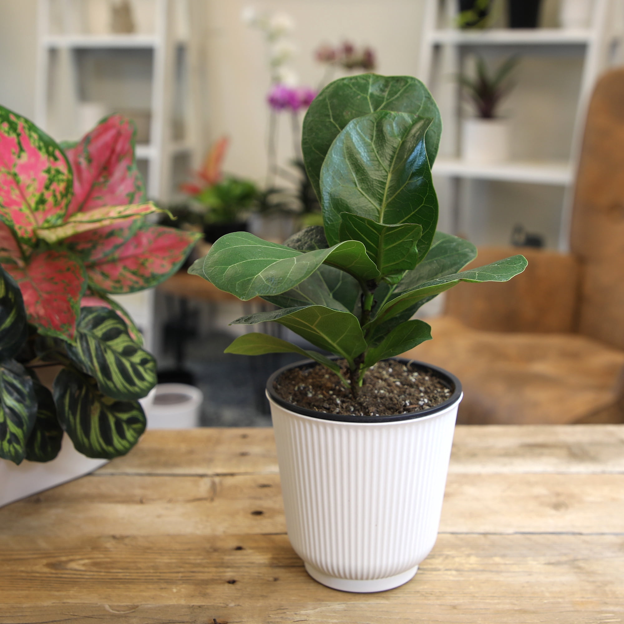 Fiddle-leaf Fig Ficus Tree Houseplant | 4.25in. Decor Pot; Indirect Light | Element by Altman Plants
