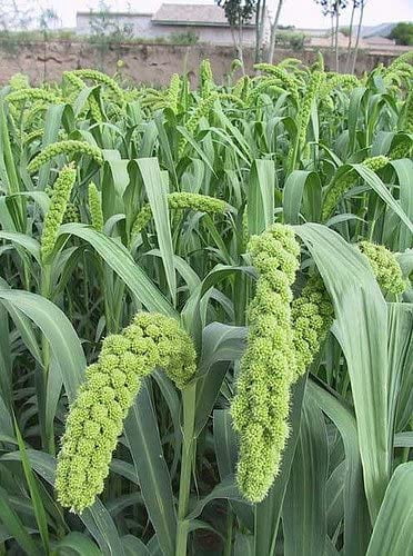 Foxtail Millet Seeds for Planting | German Millet, Ornamental Grass for Landscape or Garden (10 Pounds)