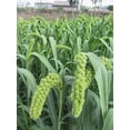 thumbnail image 2 of Foxtail Millet Seeds for Planting | German Millet, Ornamental Grass for Landscape or Garden (2 Pounds), 2 of 3