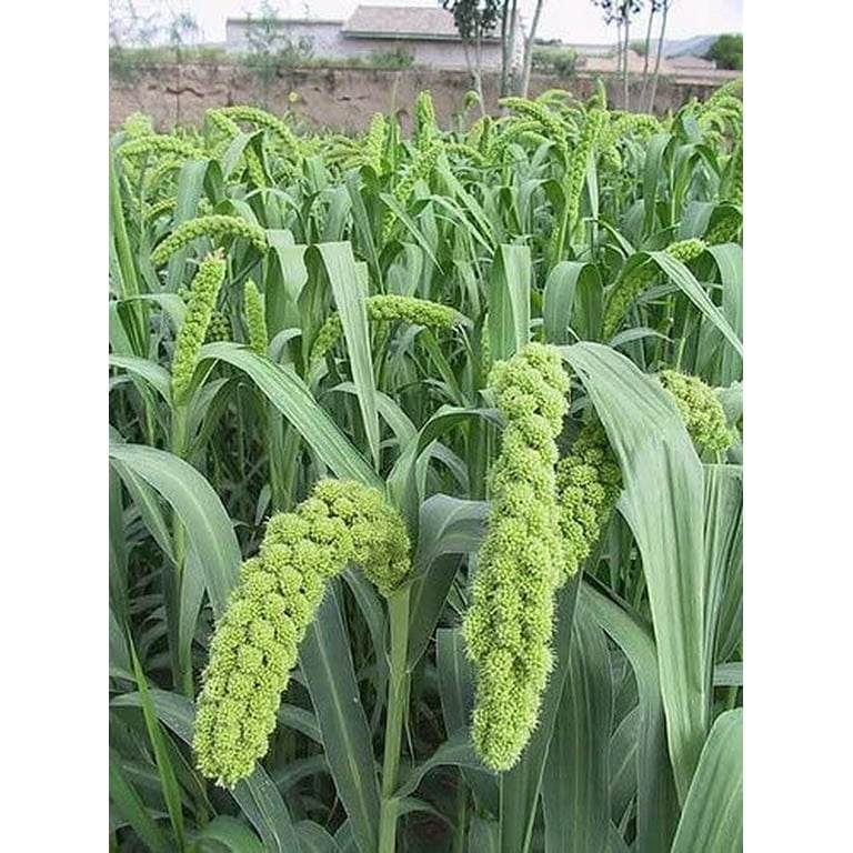 Foxtail Millet Seeds for Planting | German Millet