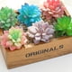thumbnail image 3 of 7 Uds simulación suculenta cielo crema cabeza de loto accesorios creativos DIY plantas verdes artificiales, 3 of 5