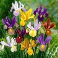 thumbnail image 1 of Flower Bulbs - Iris hollandica Dutch Iris Assorted (50 Bulbs), 1 of 1