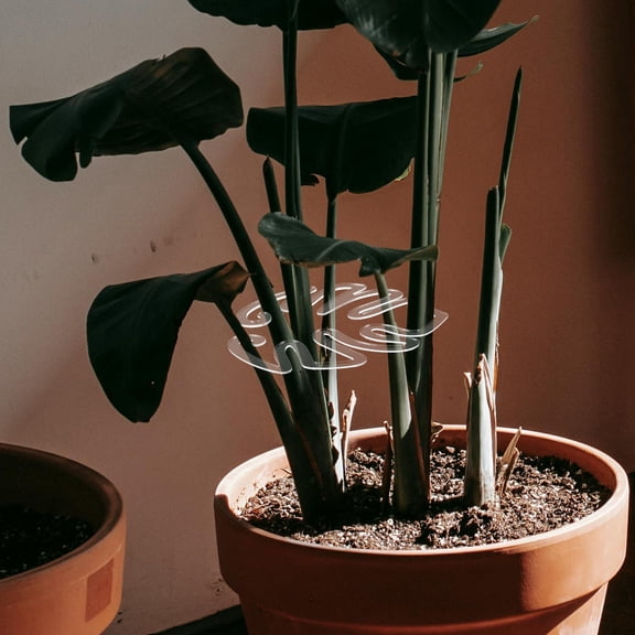ELAYARD Transparent Acrylic Plant Stem Support Clip for Monstera and Floral Stem Fixation