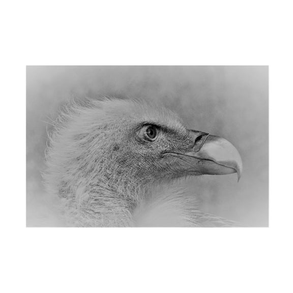 Trademark Fine Art Cristian Andreescu Bald Eagle Canvas Wall Art