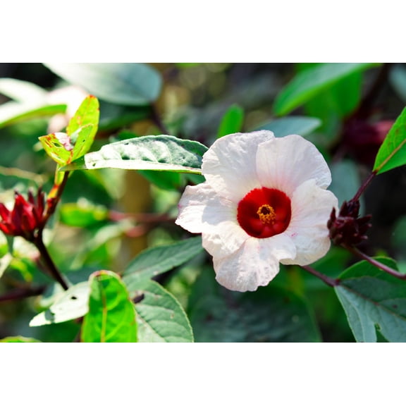 50 ROSELLE HIBISCUS Sabdariffa Rosella Fruit White & Red Flower Seeds