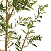 ما يقرب من 82 شجرة اصطنا للزيتون ، خضراء