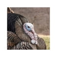 thumbnail image 2 of Dave Smith Decoys DSD White Faced Strutter Turkey Decoy, 2 of 2