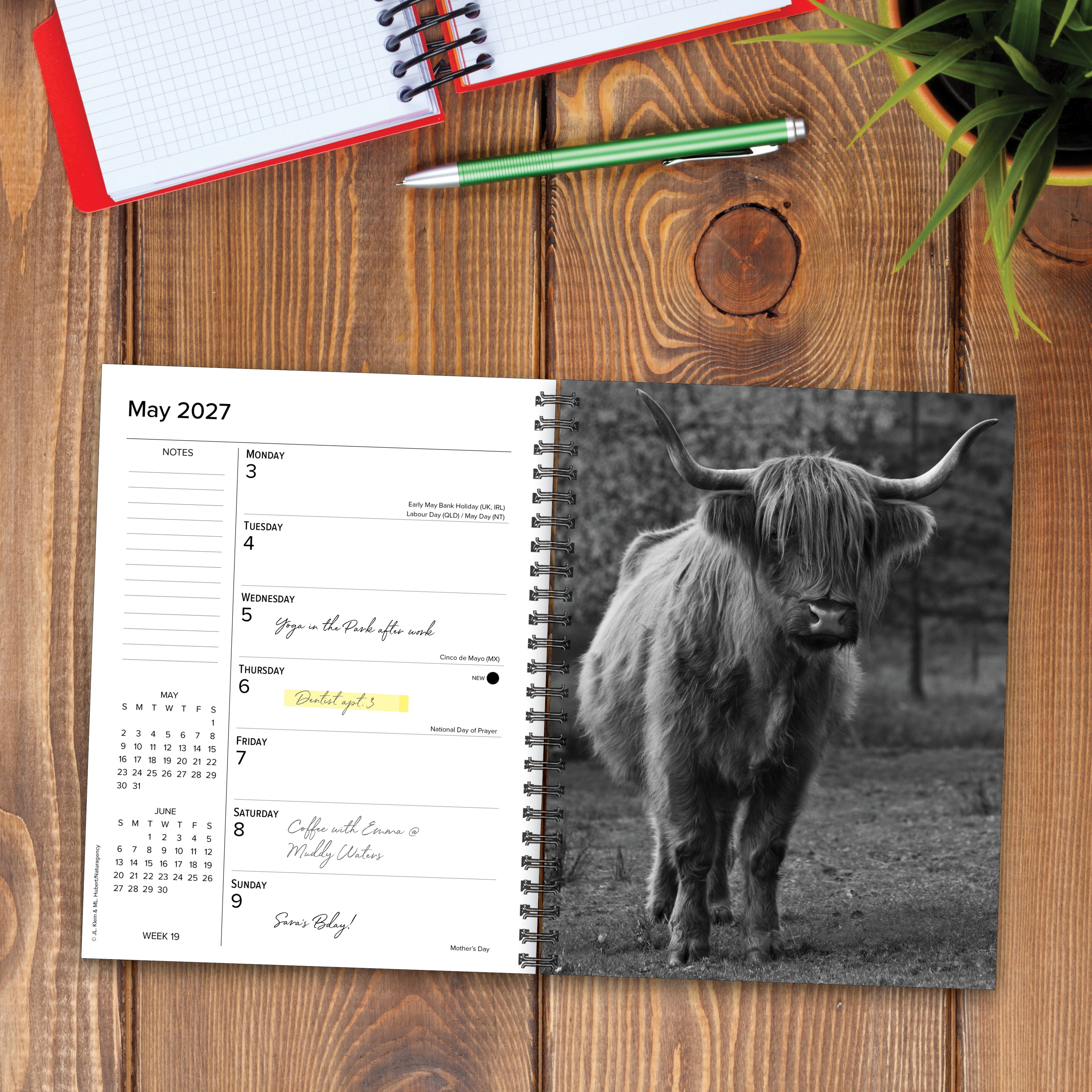 Willow Creek Press, Highland Cows 2027 Engagement Calendar