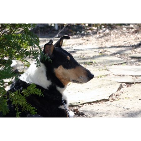 - LAMINATED POSTER Tan Canine Collie Pet Smooth Black White Dog Poster Print 24 x 36