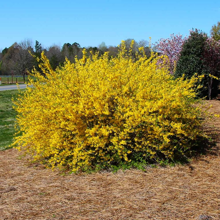 Forsythia Hedge