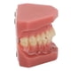thumbnail image 5 of Modelo de boca dental 28 dientes Modelo de dientes dentales Adultos Simulación de resina de ortodoncia para clínica para dentista ANGGREK Otros, 5 of 8