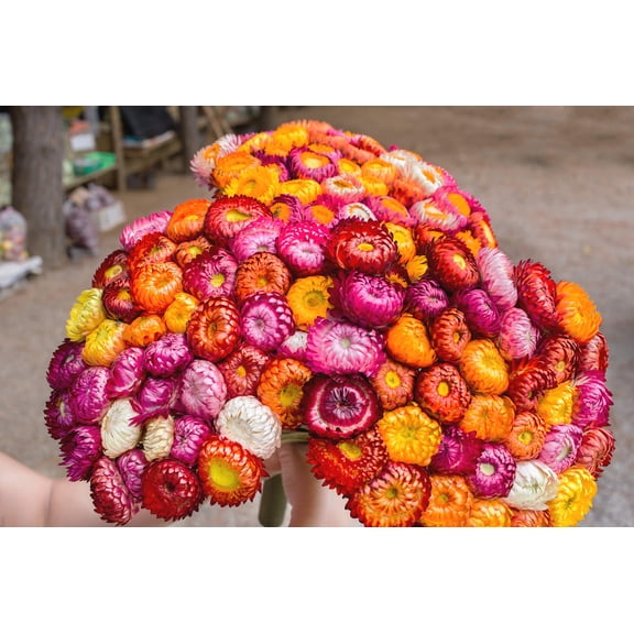 Seedville 100 Tall Double Mix Strawflower Flower Seed