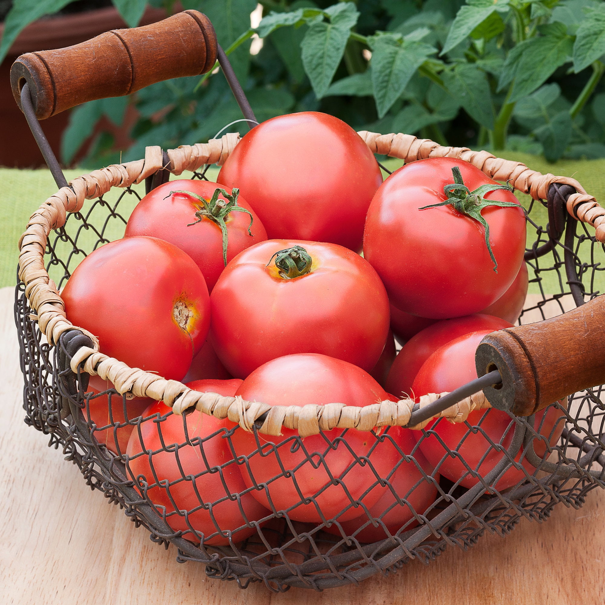 Bonnie Plants 3" Green Bush Early Girl Tomato Live Plants in Grower Pot