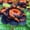 B, variant on Peony, Low Maintenance - Easy Grow - Ideal for Beds Borders, Plant Pots & Planters