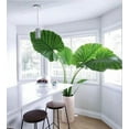 thumbnail image 2 of Premium Elephant Ear Plant Soil Mix by Gardenera Labs - Nourishing Formula for Impressive Growth and Eye-Catching Foliage - 5 Quart, 2 of 3