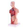 thumbnail image 1 of Estatua de vísceras humanas 28cm Torso Vísceras Cuerpo Cerebro Conjunto Modelo Laboratorio Adorno Recursos de Aprendizaje Magideal Estatua de vísceras humanas, 1 of 7