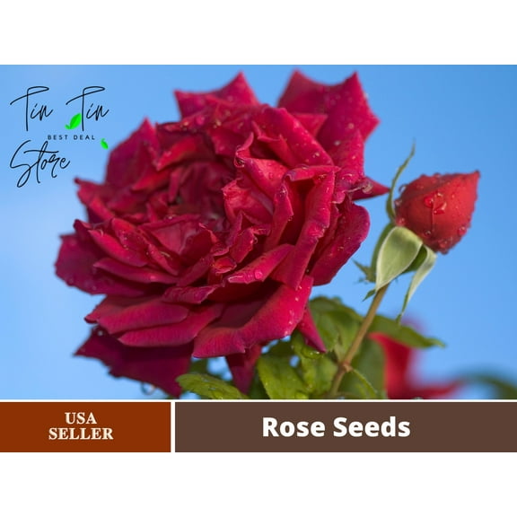 30  Seeds| Black Magic Hybrid Tea Rose Flower Seeds#1058-Buy 4 get 1 free