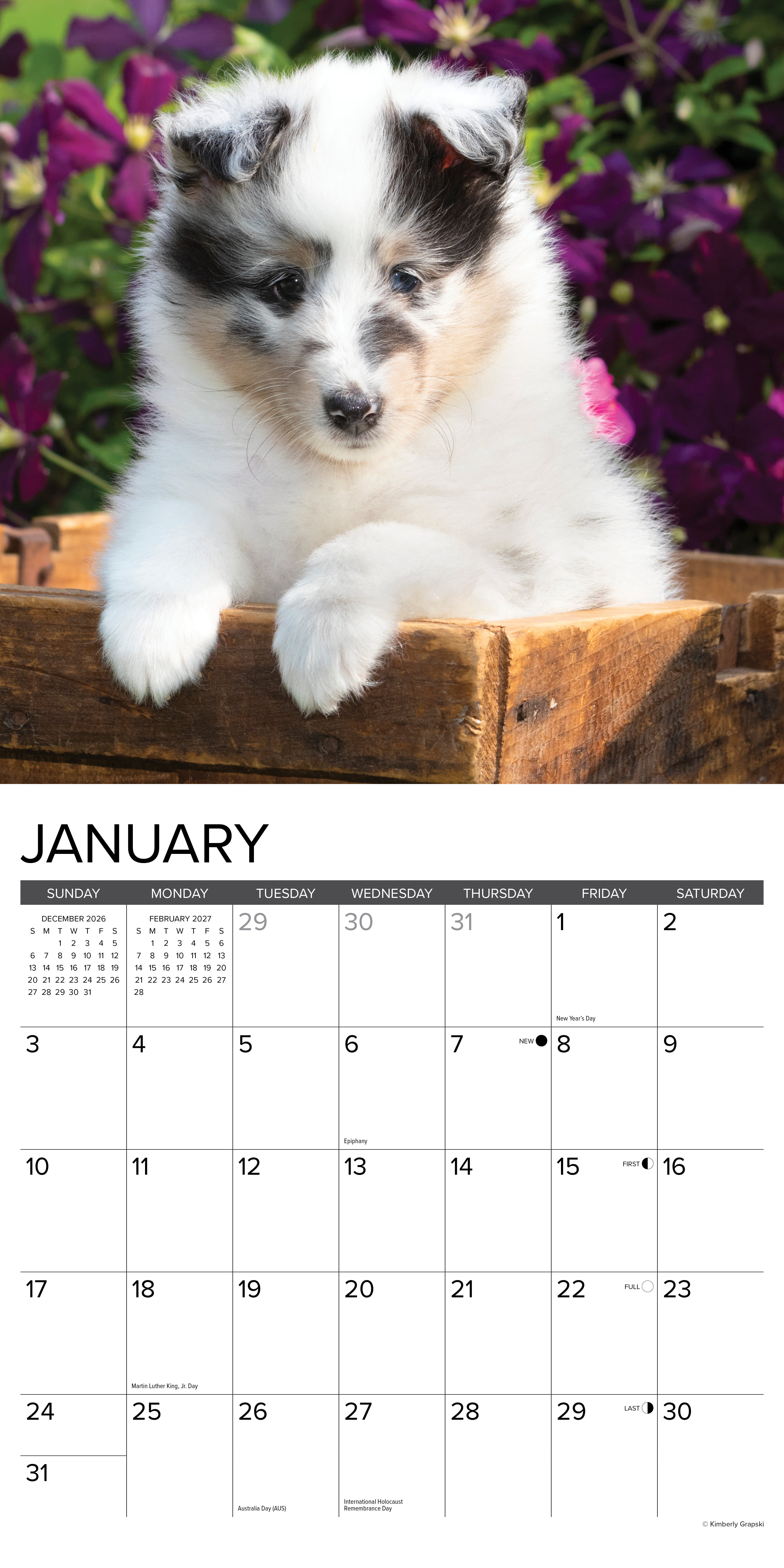 Willow Creek Press, Sheltie Puppies 2027 Wall Calendar