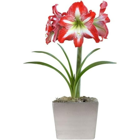 

Grow Your Own Indoor Amaryllis Bulb Gift Kit | Red & White Minerva Flower Bulb in a Limited Edition Silver Luminous Square - Blooms in 4-8 Weeks - Easy to Grow | Ships from Easy to Grow TM
