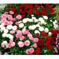 thumbnail image 3 of GSDWIUEW English Daisy Marguerite Mix Seeds – 560 Flower Seeds for Planting, 3 of 4