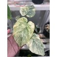 thumbnail image 3 of (UG-13)Root in moss 3-4 leaves- Monstera Delisiosa 'Legacy' Variegated Rare Plant 1 feet tall, 3 of 3