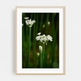 thumbnail image 2 of onion flowers on green stems - Carmel Valley California Photography Flowers Floral Botanical Nature Garden Scenic Minimalist Unframed Wall Art Print 20 x 30 inches, 2 of 60
