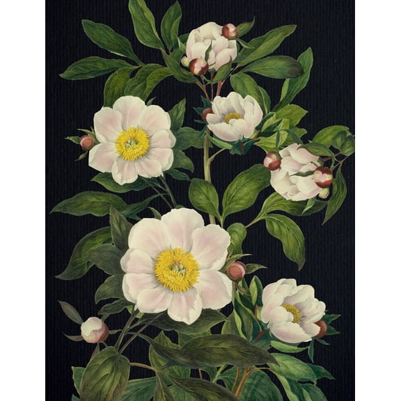 Blooming Flowers Journal, (Hardcover)