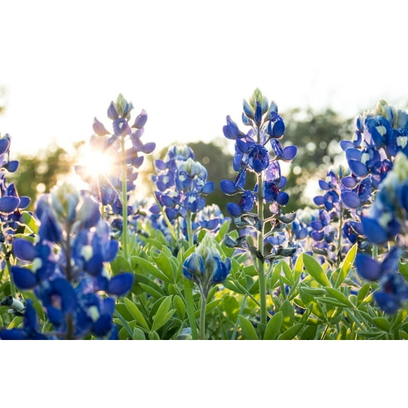 Texas Bluebonnet Seeds/ Annual/ Full Sun/100 Seeds 1/8 oz/ Zellajake Farm and Garden - B317